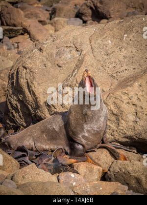 Young New Zealand fur seal sitting on sunny rock yawning widely showing white teeth and pink mouth. Stock Photo