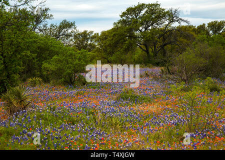 Field full of Bluebonnets and Indian Paintbrush in the Texas Hill Country, Texas Stock Photo