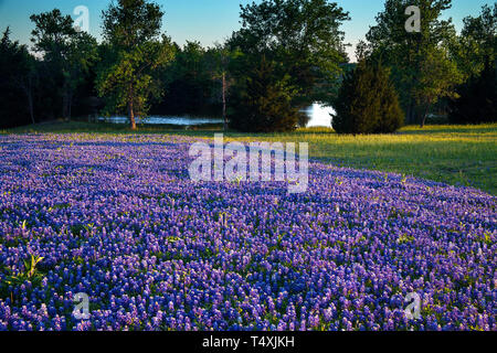 Texas Bluebonnets in a Field on Mach Road, Ennis Texas Stock Photo