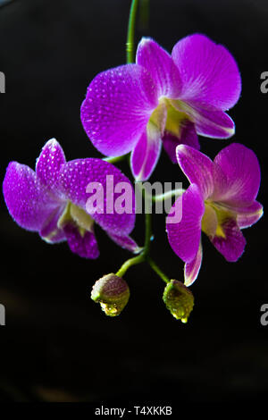 Close up blossoming branch of purple moth orchids flower isolated on black background Stock Photo