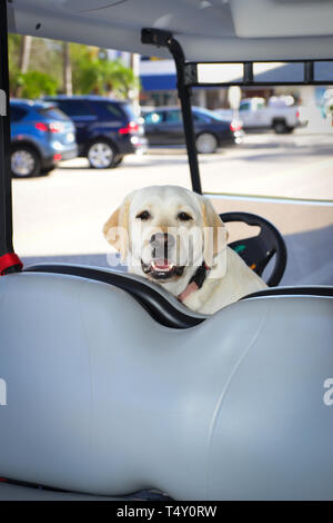 A friendly yellow Labrador Retriever awaits his master's return to a golf cart he's protecting on the streets of Boca Grande, FL, on Gasparilla Island Stock Photo