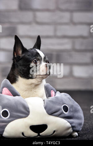 Short Haired Chihuahua Dog Posing Indoors In A Big Toy On A White