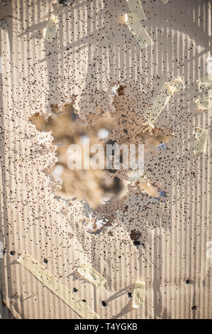 Target center after shooting with shotgun bullet gauge pellets. Outdoor shooting range Stock Photo