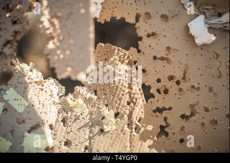 Target center after shooting with shotgun bullet gauge pellets. Outdoor shooting range Stock Photo