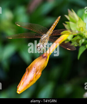 Dragonfly Stock Photo