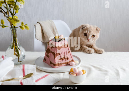 Easter cherry chocolate curd cake with nest and eggs on festive table with cute scottish fold cat. Easter card. Copy space for text Stock Photo