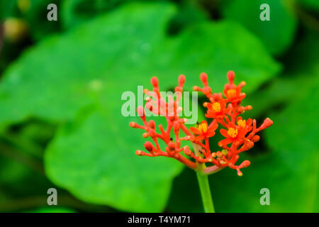 Buddha belly plant, bottleplant shrub,Use as a tonic for those who carry labor. It also has properties such as bleeding, pimples, sprains, rubbers to  Stock Photo