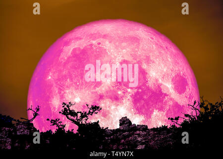 pink moon back over plant and tree on cliff night sky, Elements of this image furnished by NASA Stock Photo