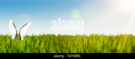 happy easter background banner with ears of easter bunny or rabbit in lush green field against blue sky Stock Photo