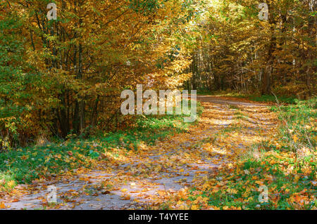 yellowed and reddened leaves of trees, the road in the autumn forest Stock Photo