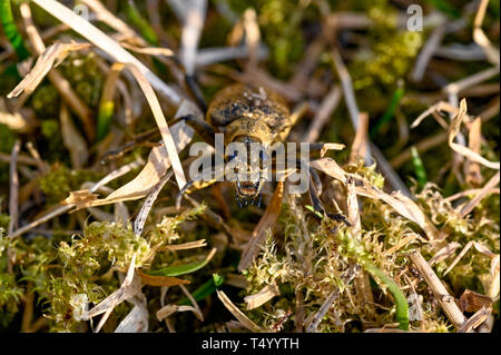 macro of a hardwood runner in Varmland Sweden april 2019 Stock Photo