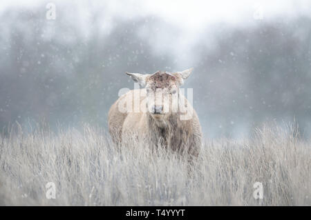Close-up of a Red deer having recently shed his antlers in winter, UK. Stock Photo