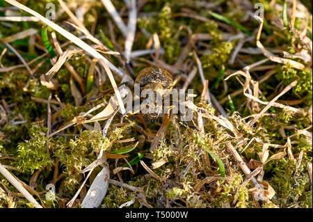 macro of a hardwood runner in Varmland Sweden april 2019 Stock Photo