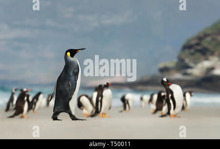 Close up of a King penguin walking on a sandy beach near a group of Gentoo penguins.