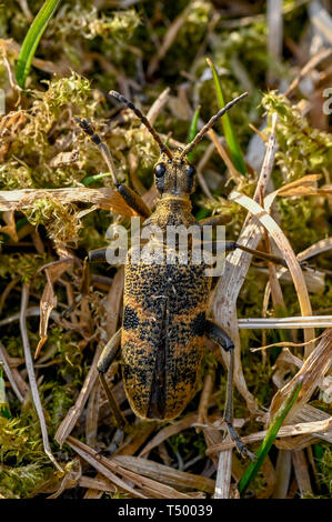 macro of a hardwood runner in Varmland Sweden april 2019 Stock Photo