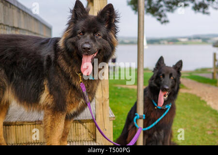 Two German Shepherd dogs tied up with their tongues hanging out after a walk by the water Stock Photo