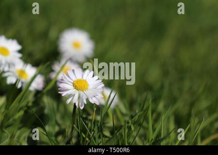 Chamomile flowers in the green grass. White daisies on sunny meadow, spring season background Stock Photo