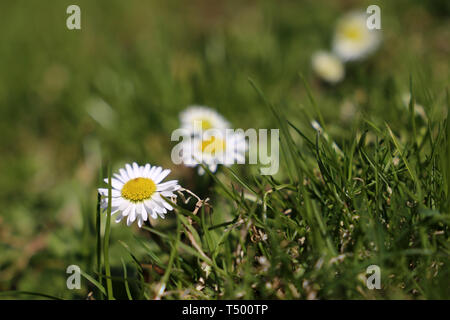 Chamomile flowers in the green grass. White daisies on sunny meadow, spring season background Stock Photo
