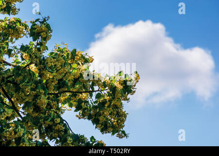 branches of blossoming linden on the blue sky background with fluffy cloud. beautiful nature scenery in summer. Stock Photo