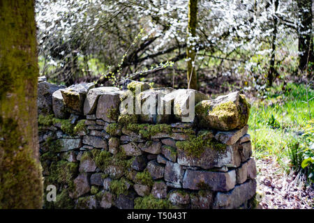 Old dry stone wall with moss and lichens growing on it, Staffordshire, UK Stock Photo
