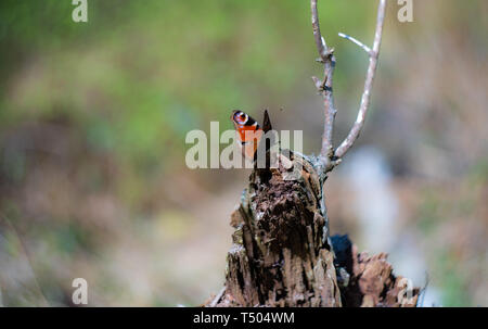 Peacock butterfly resting on a wooden stump in a forest, UK Stock Photo