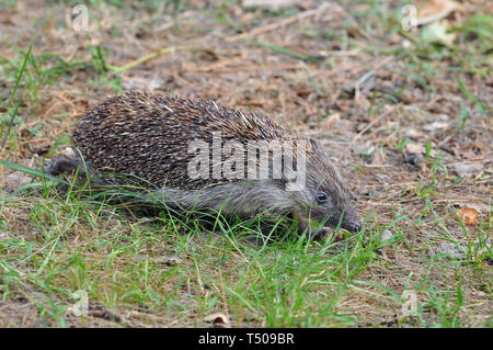 Northern WhiteBreasted Hedgehog, Nördliche Weißbrustigel