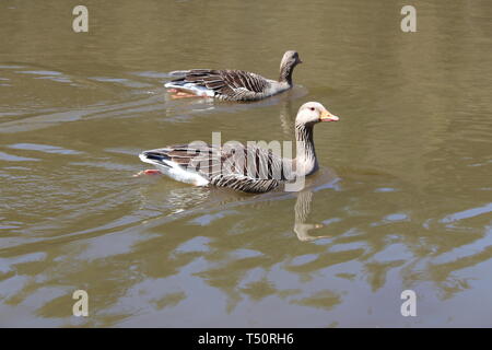 Geese on Speech House Lake, Royal Forest of Dean Stock Photo