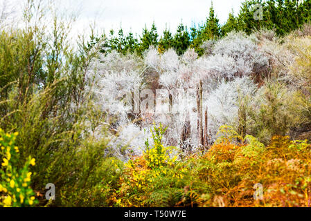 View of the forest in Wai-O-Tapu Geothermal Wonderland, Rotorua, New Zealand Stock Photo