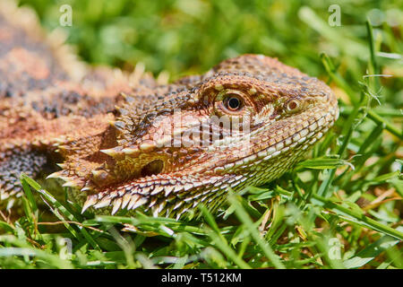 portrait macro photo of a female bearded dragon lying in the grass on a sunny day Stock Photo