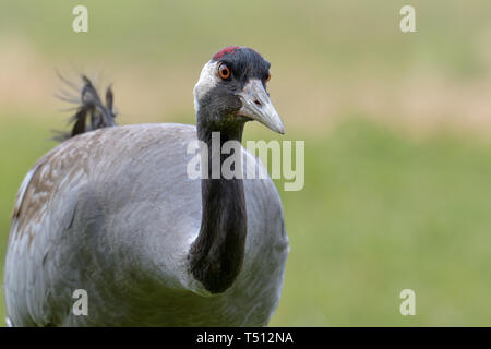 Common crane, Grus grus, big grey bird Stock Photo