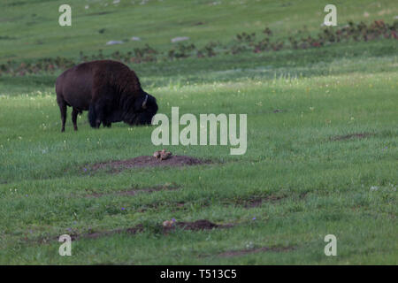 A family of prairie dogs on their dirt mound tunnel entrance in a green field with a large male buffalo or bison behind them. Stock Photo