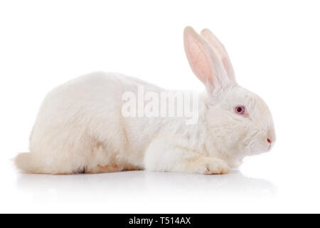 White rabbit with red eyes on a white background. Stock Photo