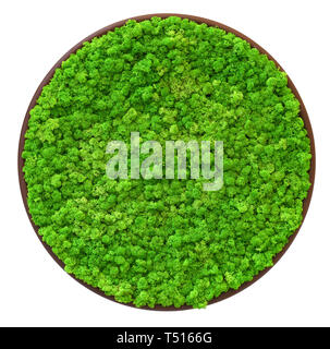 Vivid green color of Finland moss in round tray circle viewed from above and isolated on white background Stock Photo
