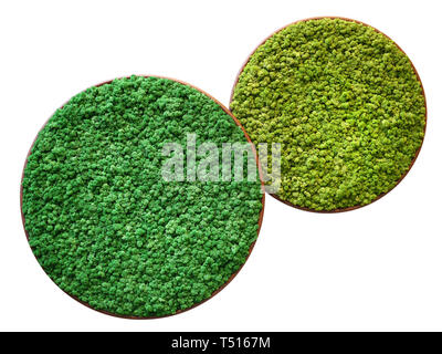 Two different examples of Finland mosses types in overlaying round trays viewed from above, isolated on white background Stock Photo