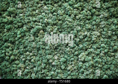 Dense carpet of dark green Finland moss in full frame, viewed from above in close-up. Natural backgrounds concept Stock Photo