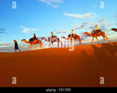 A camel trek in the Sahara Desert with the leading camel led by a man on foot and each camel carrying a rider, group of tourists, blue sky background. Stock Photo