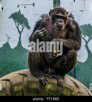 portrait of a big black chimpanzee sitting a car tire and holding a apple, Endangered primate from Africa Stock Photo