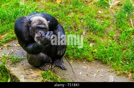 closeup portrait of a big black chimpanzee, Endangered primate from Africa Stock Photo