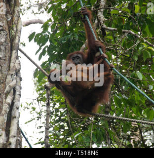 Bornean orangutans (mother and baby) drinking from coconut while hanging from rope in forest at Semenggoh Wildlife Centre, Kuching, Sarawak (Borneo),  Stock Photo