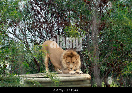 Adult male lion (Panthera leo) in the Drakenstein Lion Park, Klapmuts, Western Cape Province, South Africa. Stock Photo