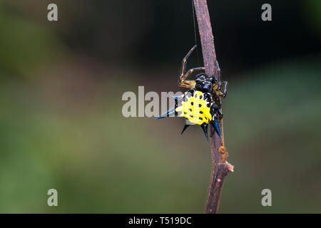 Micrathena Spider in Ma Da forest, Vietnam Stock Photo