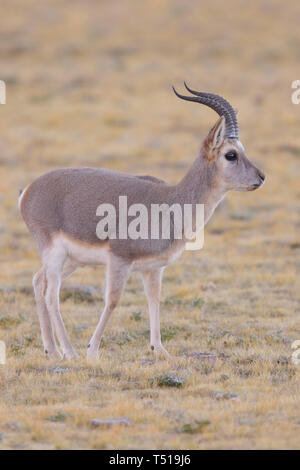 Male Tibetan Gazelle (Procapra picticaudata) on the Tibetan Plateau, China. Stock Photo