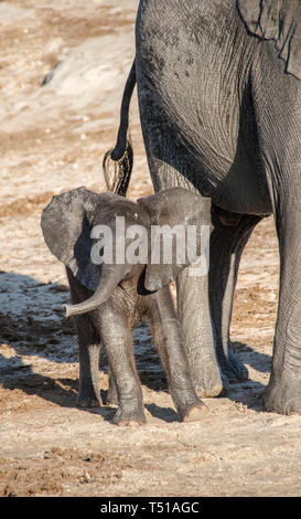 Juvenile African Bush Elephant (Loxodonta africana) Stock Photo