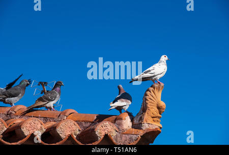 Feral pigeons (Columba livia domestica) sitting on the tiled roof of a building against a blue sky in Aegina island in Greece Stock Photo