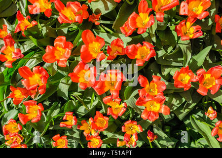 Top view of a flowerbed with beautiful blooming orange red tulips with a yellow heart in the spring in Keukenhof gardens, the Netherlands Stock Photo