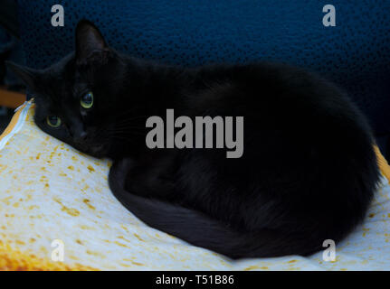 Russian Blue cat laying down on a slice of bread bed Stock Photo