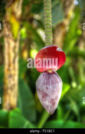 Banana Flower Stock Photo