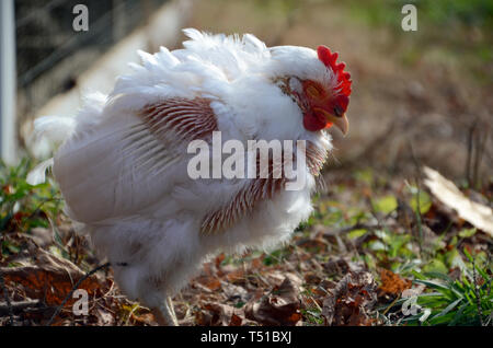 White rock hen standing in sunshine with eyes closed persevering