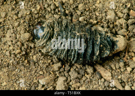 Chrysalis of Pandorus Sphinx Moth Stock Photo