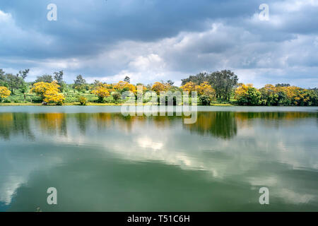 Season of Senna spectabilis flowers or Cassia excelsa, Cassia fastigiata bloomed in Bau Can tea plantation in Gia Lai province, Vietnam Stock Photo